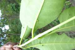 Terminalia tomentosa